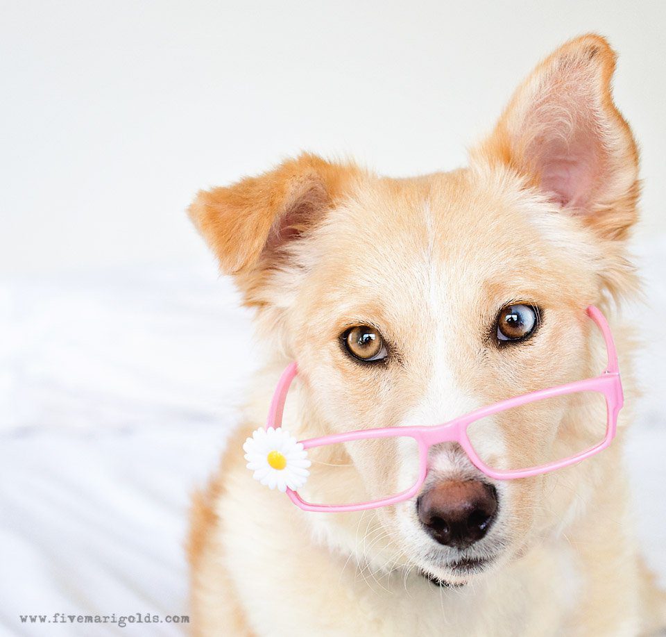 5 Pet Photography Tips for Photographing Dogs | Five Marigolds #ad #FeedDogsPurina @Target